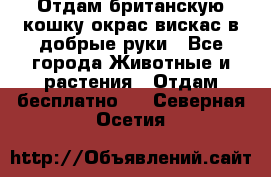 Отдам британскую кошку окрас вискас в добрые руки - Все города Животные и растения » Отдам бесплатно   . Северная Осетия